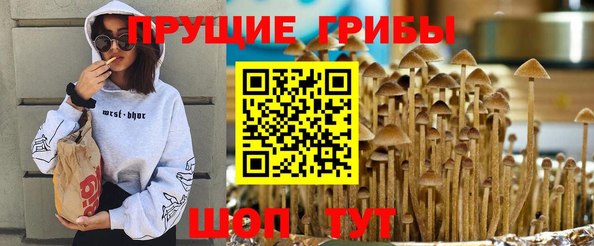 Галлюциногенные грибы Psilocybe Орск